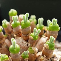 10/20/50/100 pcs Monilaria Moniliformem Bonsai seed, lovely green little rabbit  - £9.58 GBP