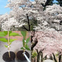 6-12&quot; Tall 2.5&quot; Pots 2 Akebono Flowering Cherry Trees Live Potted Plants - £65.63 GBP