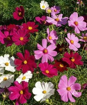 Cosmos Tall Sensation Mix Red Pink White Non-GMO 100 Seeds - £6.32 GBP