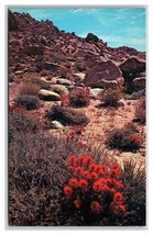 Indian Paintbrush In Bloom Southwestern Desert UNP Unused Chrome Postcar... - $1.93