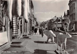 Tromso Norway Norge Street View~Reindeer~Polar Bear~Furs Normany Photo Postcard - £8.15 GBP