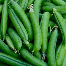 150 Little Marvel Pea Seeds Non Gmo Harvest Garden Fresh - £9.46 GBP
