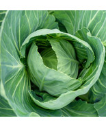 FMG 250 Vates Collard Seeds For Gardens Fast Ship - €9,53 EUR