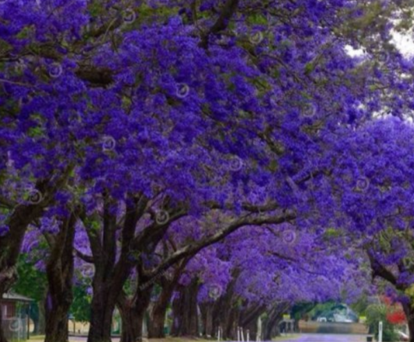 “ 20 PCS 100% Genuine Purple Jacaranda Mimosifolia Tree Shrub Seeds GIM ”