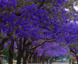 “ 20 PCS 100% Genuine Purple Jacaranda Mimosifolia Tree Shrub Seeds GIM ” - £11.90 GBP