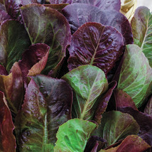 KKG Romaine Lettuce Cimmaron 200 Seeds 100% Organic Fresh Garden - $7.89