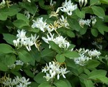 Live HONEYSUCKLE BUSH Strong Rooted Plant - $25.96