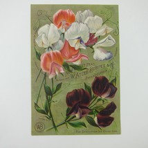 Victorian Trade Card W. Atlee Burpee &amp; Co Philadelphia Pennsylvania Flow... - £23.56 GBP