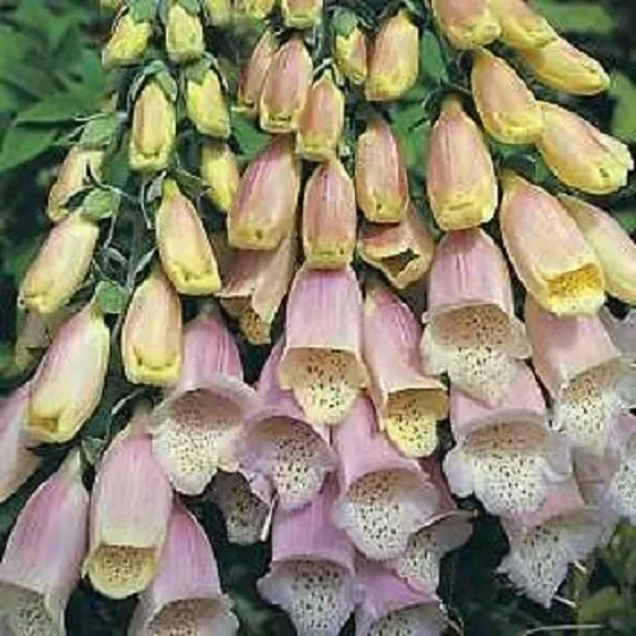 50 Spotted Silver Fox Foxglove Digitalis Perennial Flower Fresh Seeds for Planti - £13.81 GBP