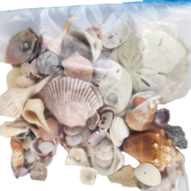 Lot of Various Shells Beachy Decor - $23.76