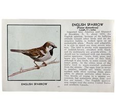 English Sparrow Bird Print 1931 Blue Book Birds Of America Antique Art P... - $28.01 CAD
