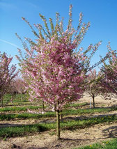 Autumnalis Flowering Cherry Tree image 2