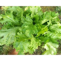 USA Seller Old Fashioned Mustard Greens Seeds Fast Shipping - $12.80