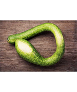 25+ Tromboncino Squash Seeds - £7.55 GBP