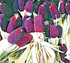80 Seeds Strawberry Popcorns | Red Ornamental Corn US Seller - £7.22 GBP