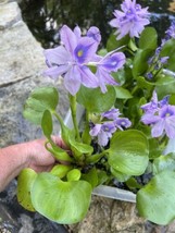 Mothers Day (7) Water Hyacinth Koi Pond Floating Plants Algae Filter 5” BLOOMS - £31.87 GBP
