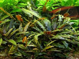 Aquarium Plants Cryptocoryne Wendtii Brown Tissue Culture Aquatic Plants - £20.38 GBP