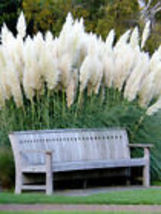 White Pampas Grass 100+  Seeds Ornamental Grass  Garden Seeds USA Non-GMO - £9.49 GBP