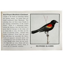 Red Winged BlackBird Print 1931 Blue Book Birds Of America Antique Art P... - $366.80 MXN