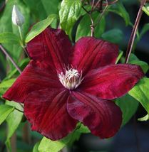 25 Rouge Clematis Seeds Climbing Perennial Plumeria Bloom Seed - £13.04 GBP