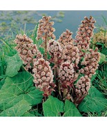 Petasites hybridus seeds butterbur officinalis vulgaris Pestilence wort ... - $10.12 CAD+