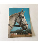 Vintage Kruger brand large postcard with picture profile of a white hors... - $19.75