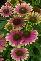 200 Sweet Sandia Coneflower Daisy Seeds, Vibrant Pollinator - €11,11 EUR