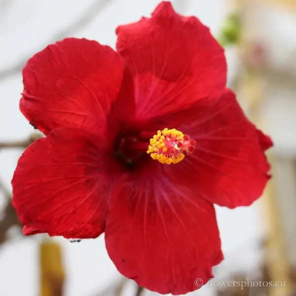 20 Red Hibisc Flower Fresh Seeds for Planting - £14.16 GBP