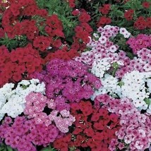 Mixed Drummond Phlox 200 Seeds Free Shipping - $75.58 MXN