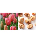 10 bulbs Pink Impression Darwin Tulip - €45,37 EUR