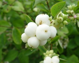 Symphoricarpos Albus (Snowberry) 20 seeds - £2.13 GBP