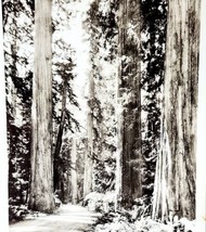 RPPC Giant Redwood Trees Oregon 1920s Sawyer Pacific Highway Northwest P... - £19.57 GBP