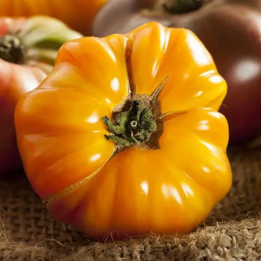 Tomato Amana Orange 1-2 Lb Fruits Indeterminate Heirloom Non-Gmo 30 Seeds Garden - £6.26 GBP