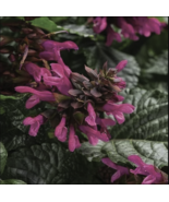 50 Fuchsia Salvia Seeds Flower Seed Perennial Flowers Hummingbird - $11.29