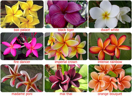 5 Fresh Thai Frangipani Flower Seeds, PLUMERIA RUBRA, choose variety -pi... - $5.35+