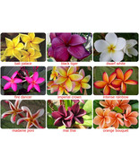 5 Fresh Thai Frangipani Flower Seeds, PLUMERIA RUBRA, choose variety -pi... - £4.23 GBP+