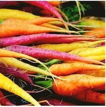 Heirloom Rainbow Yellow White Purple Orange Red Carrot Vegetable 100 Seeds - $10.53