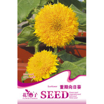 Golden Yellow Sunflowers Brushy Muiti Headed Annual Flower Seeds 20 Seeds Long B - $9.75