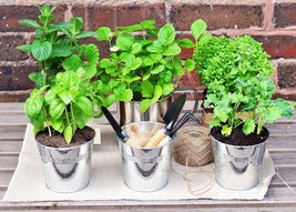 SEPT Starter Pack Of Veggies - £4.42 GBP