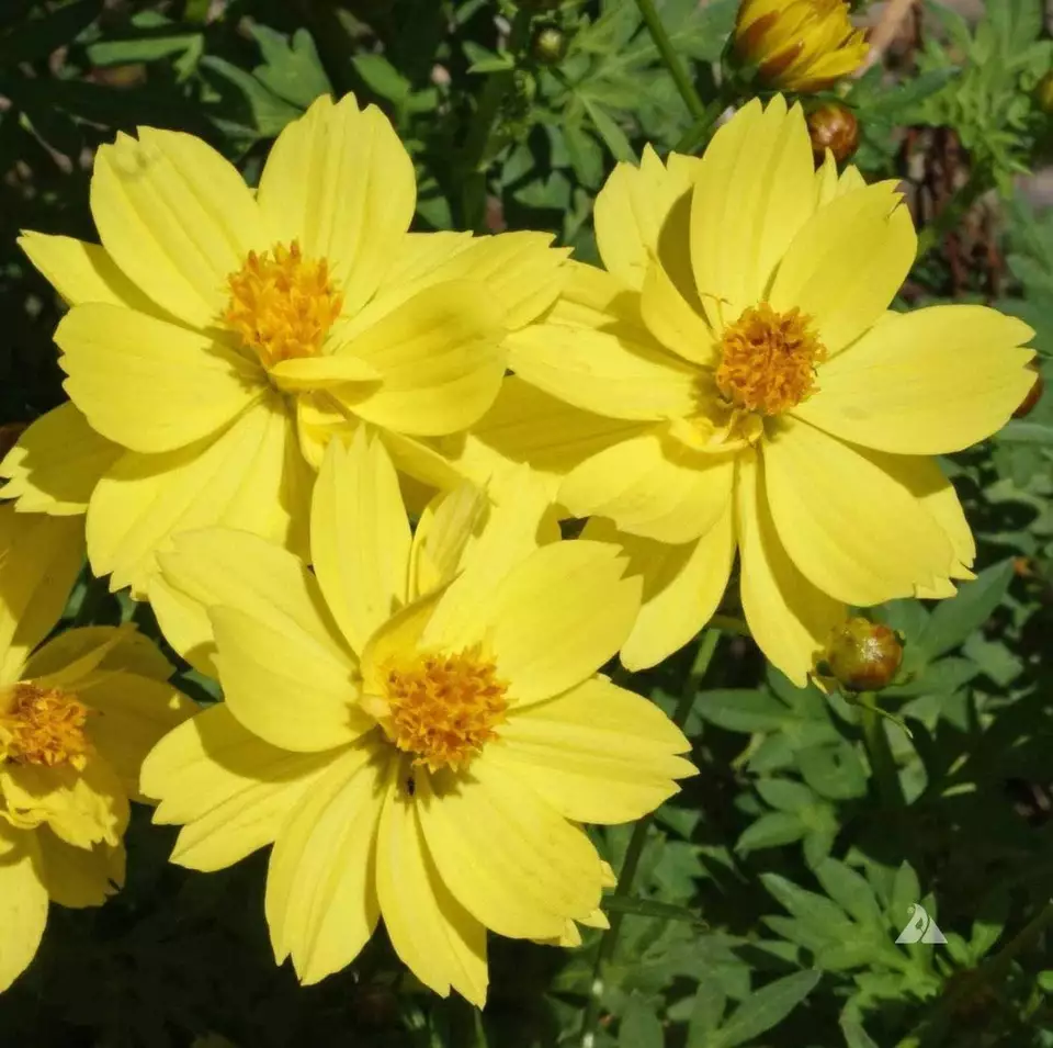 Cosmos Dwarf Lemon Sulphur Seeds YELLOW Flower Garden ANNUAL USA 100 Ct  - $6.00