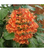 Orange Pagoda Clerodendrum Paniculatum Aka Orange Pyramid Tower Small Ro... - $65.83 CAD