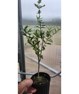 Pomegranate Rooted Cutting - 12 plus Inches Tall - $18.00
