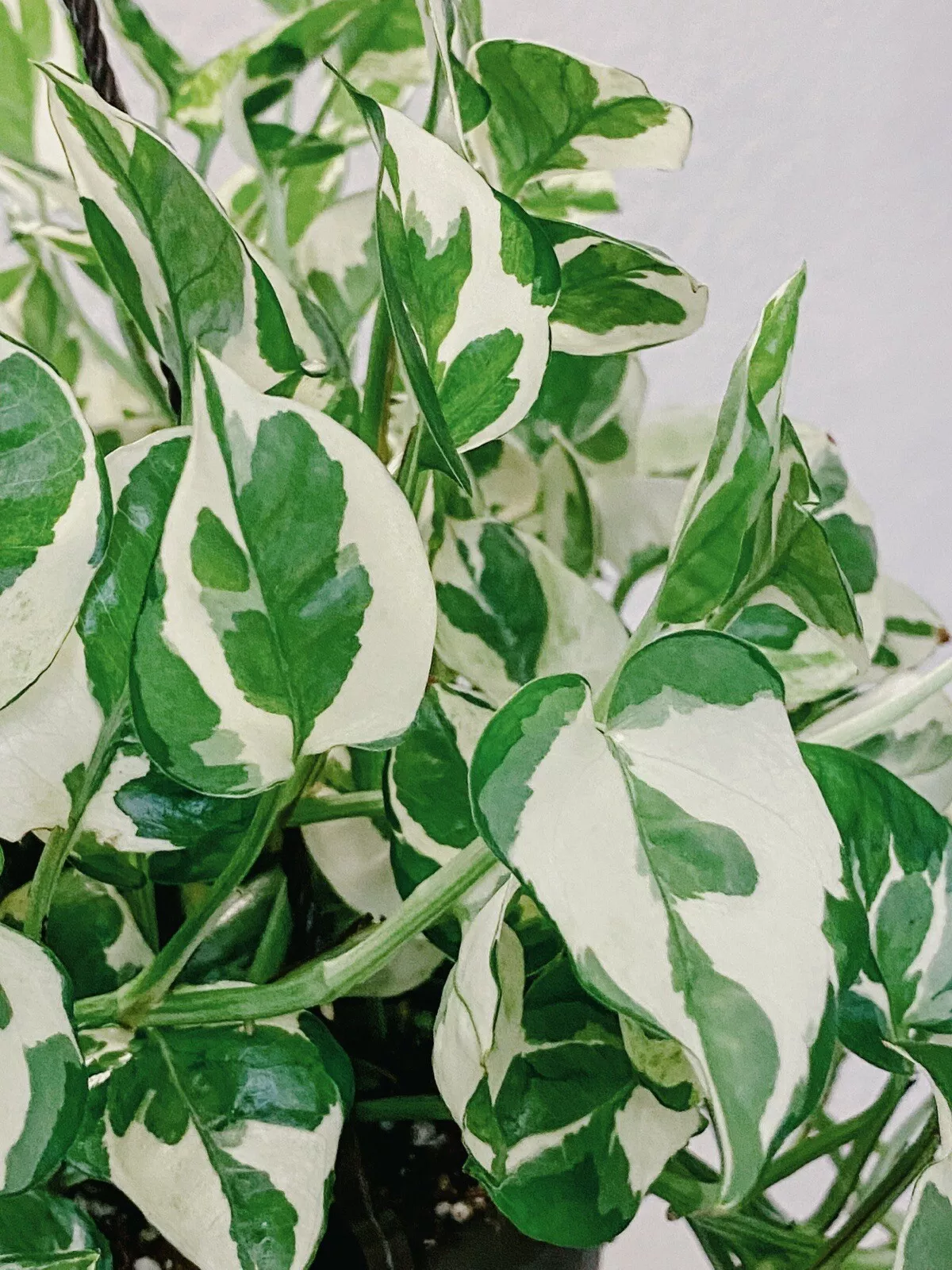 Pothos Pearls and Jade - 3 Cuttings - Devil’s Ivy Indoor House Plant Var... - $29.99
