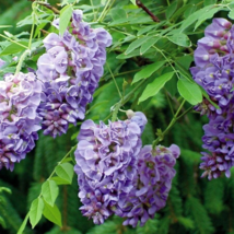 25 Pc Seeds Amethyst Falls Lilac Flowers, Perennial Lilac Seeds for Planting  RK - £13.47 GBP