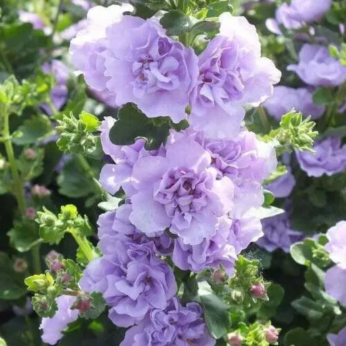 25 Blue Bacopa Hollyhock Seeds Perennial Flower Seed Garden - £6.15 GBP