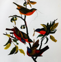 1979 Painted Bunting Color Plate Print Audubon Birds Of America Vintage ... - €12,92 EUR