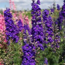 50 Dark Purple Delphinium Seeds Perennial Flower Bloom Seed Flowers 763 Home Gar - £5.71 GBP