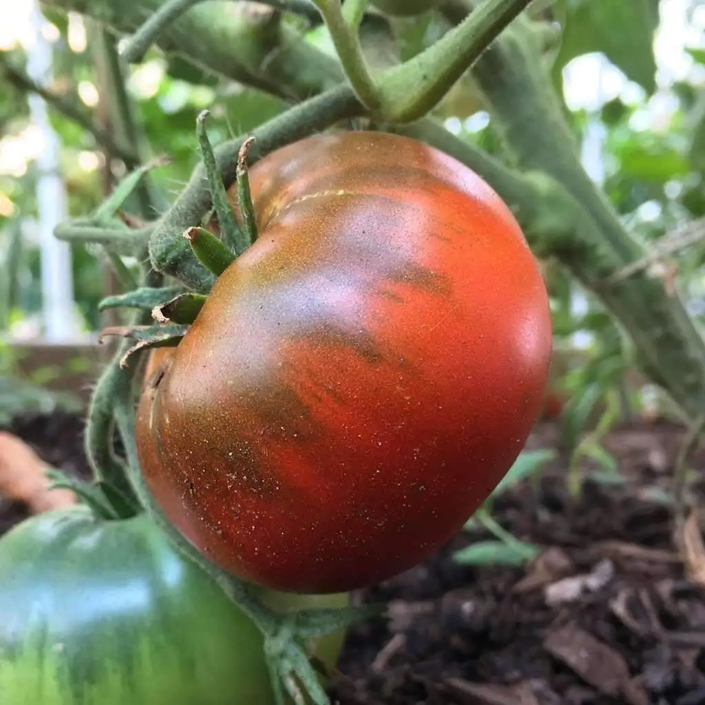 30 Fresh Seeds Paul Robeson Tomato - £7.56 GBP