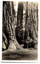Forest Giants Mt. Tamalpais and Muir Wood Monument California RPPC Postcard - £11.64 GBP