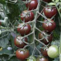 USA SELLER 50 Seeds Black Opal Tomato Juicy Vegetable Fast Shipping - $10.66